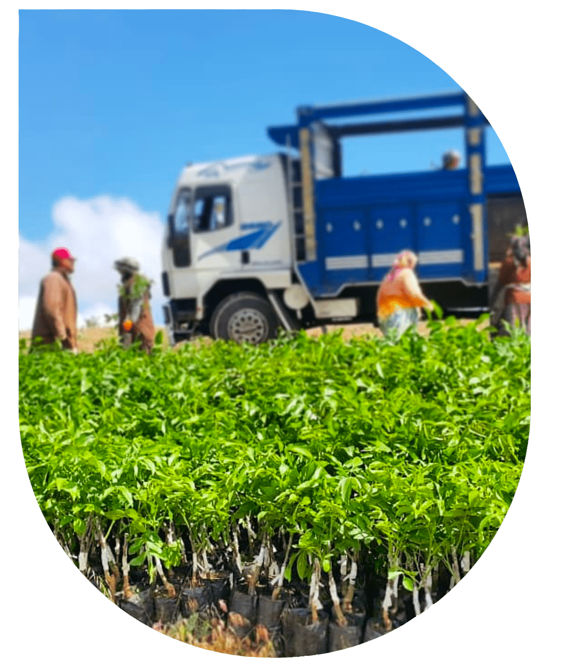 Panç Sapling Contact