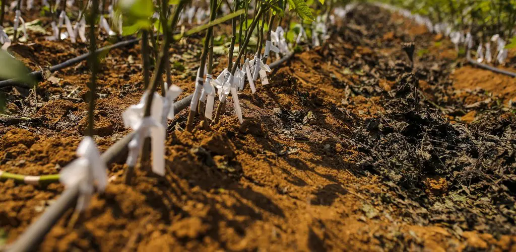 UZMAN EKİP TARAFINDAN GÖZ AŞILAMA