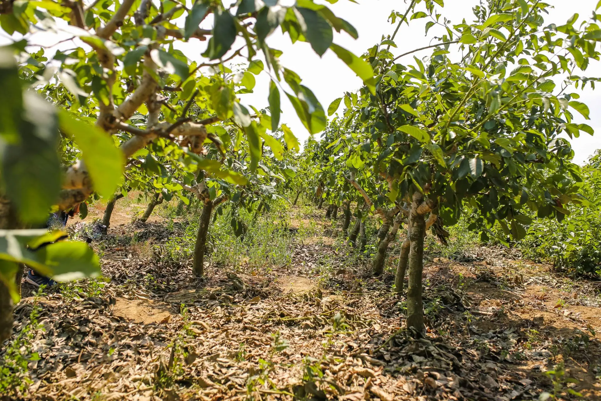 We are sending saplings all over the world