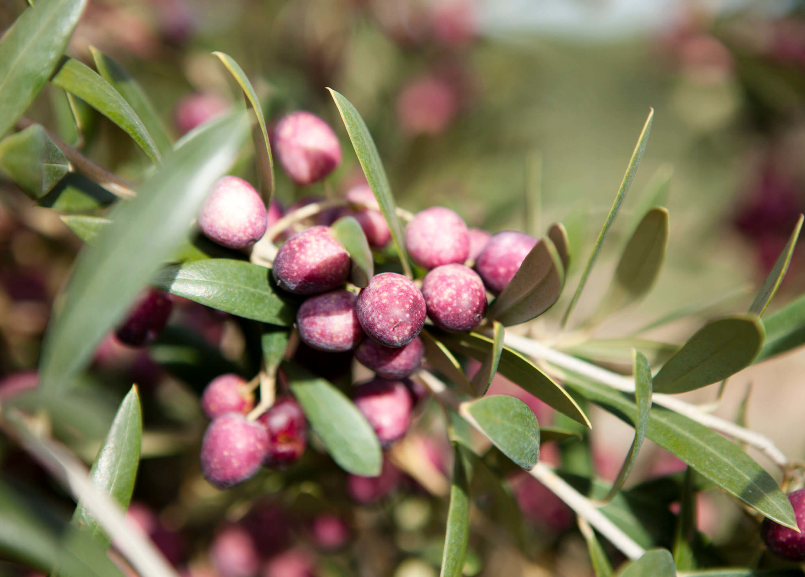 Arbosana Olive Saplings